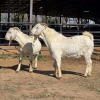 2 X SAVANNA GOAT BUCK JXR BOERDERY (Per animal to take the lot)