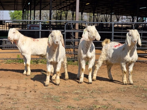 4 X SAVANNA GOAT BUCK JXR BOERDERY (Per animal to take the lot)