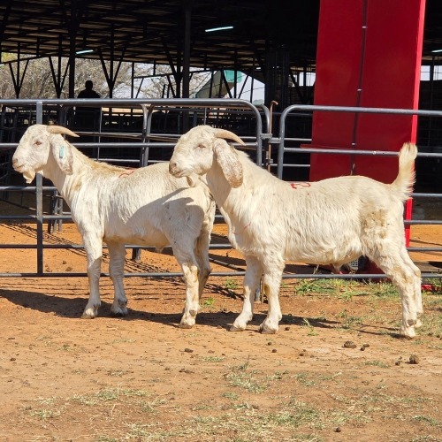 2 X SAVANNA GOAT BUCK JXR BOERDERY (Per animal to take the lot)