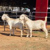 2 X SAVANNA GOAT BUCK JXR BOERDERY (Per animal to take the lot)