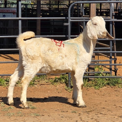1 X SAVANNA GOAT BUCK JXR BOERDERY