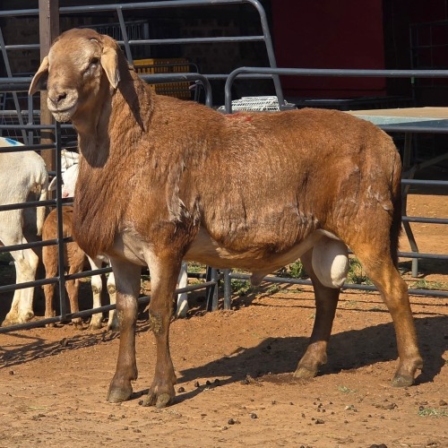 1 X MEATMASTER RAM WILGERBOOM