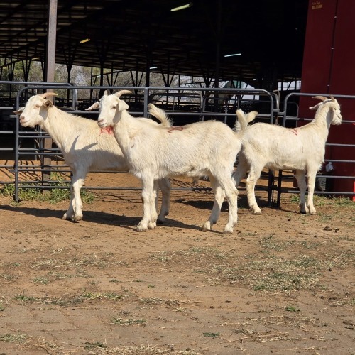 3 X MILK GOAT CROSS KAPATER JXR BOERDERY (Per animal to take the lot)