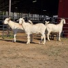 3 X MILK GOAT CROSS KAPATER JXR BOERDERY (Per animal to take the lot)