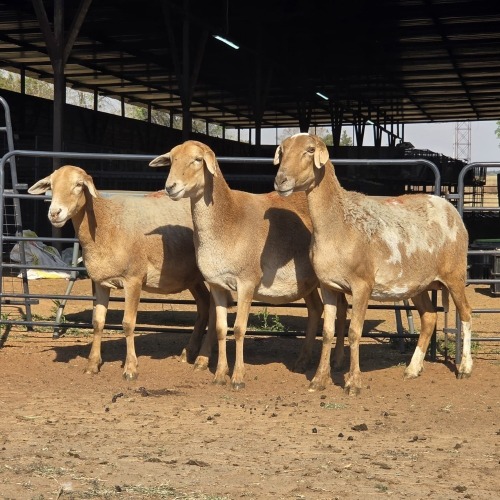 3 X MEATMASTER EWE LIVESTOCK (Per animal to take the lot)