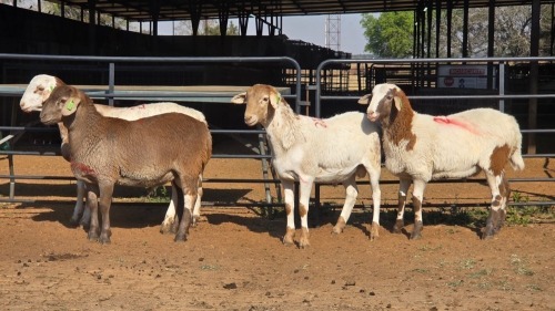 4 X MEATMASTER RAM W. VAN HEERDEN (Per animal to take the lot)