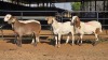 4 X MEATMASTER RAM W. VAN HEERDEN (Per animal to take the lot)
