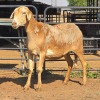 1 X MEATMASTER EWE LIVESTOCK