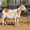 1 X MEATMASTER EWE W. VAN HEERDEN
