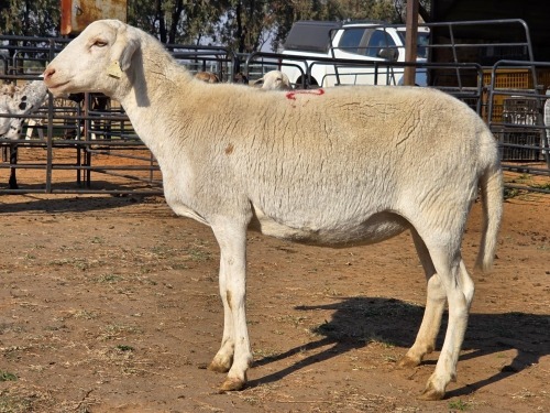 1 X MEATMASTER PREGNANT EWE READY HOMESTEADY GO