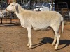 1 X MEATMASTER PREGNANT EWE READY HOMESTEADY GO