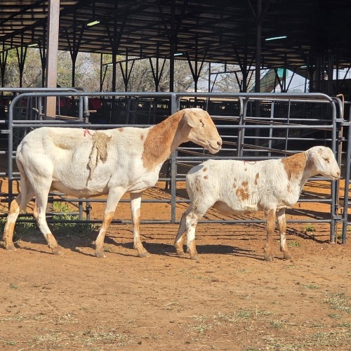 1+1 X MEATMASTER EWE W. VAN HEERDEN