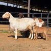 2+2 X MEATMASTER EWE READY HOMESTEADY GO (Per animal to take the lot)