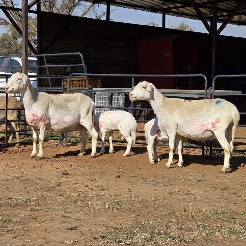 2+2 X MEATMASTER EWE READY HOMESTEADY GO (Per animal to take the lot)