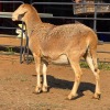 1 X MEATMASTER PREGNANT EWE READY HOMESTEADY GO