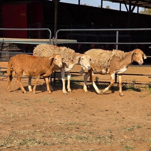 2+1 X MEATMASTER EWE READY HOMESTEADY GO (Per animal to take the lot)