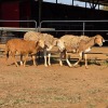2+1 X MEATMASTER EWE READY HOMESTEADY GO (Per animal to take the lot)