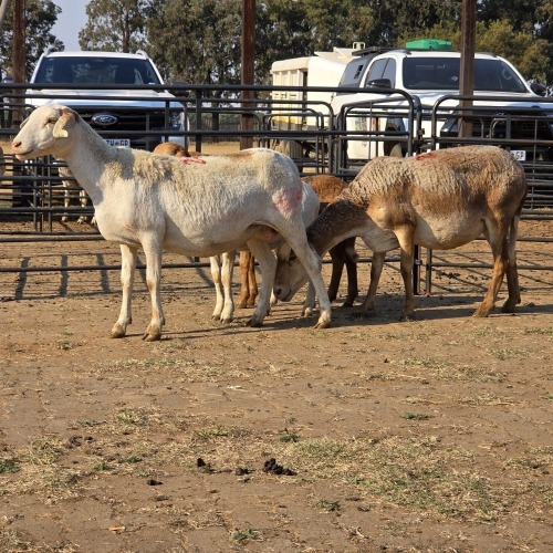 2+2 X MEATMASTER EWE READY HOMESTEADY GO (Per animal to take the lot)