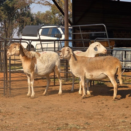 3 X MEATMASTER EWE READY HOMESTEADY GO (Per animal to take the lot)