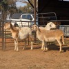 3 X MEATMASTER EWE READY HOMESTEADY GO (Per animal to take the lot)