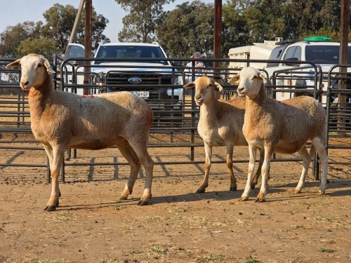 3 X MEATMASTER EWE READY HOMESTEADY GO (Per animal to take the lot)