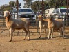 3 X MEATMASTER EWE READY HOMESTEADY GO (Per animal to take the lot)
