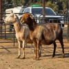 2 X MEATMASTER EWE READY HOMESTEADY GO (Per animal to take the lot)