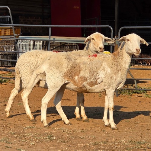 2 X MEATMASTER EWE READY HOMESTEADY GO (Per animal to take the lot)