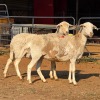 2 X MEATMASTER EWE READY HOMESTEADY GO (Per animal to take the lot)