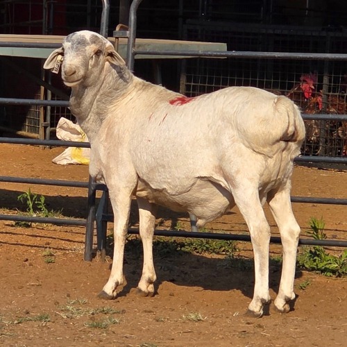 1 X PERSIES RAM JXR BOERDERY