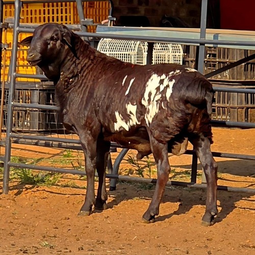1 X PERSIES RAM JXR BOERDERY
