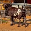 1 X PERSIES RAM JXR BOERDERY