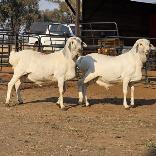 2 X PERSIES RAM JXR BOERDERY (Per animal to take the lot)
