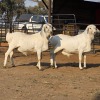 2 X PERSIES RAM JXR BOERDERY (Per animal to take the lot)