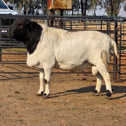1 X MEATMASTER CROSS RAM JXR BOERDERY