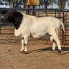 1 X MEATMASTER CROSS RAM JXR BOERDERY