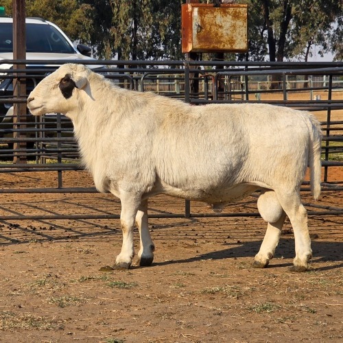 1 X MEATMASTER CROSS RAM JXR BOERDERY