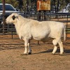 1 X MEATMASTER CROSS RAM JXR BOERDERY