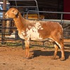 1 X MEATMASTER EWE C. SMITH