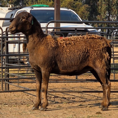 1 X MEATMASTER EWE C. SMITH