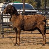 1 X MEATMASTER EWE C. SMITH