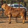 1 X MEATMASTER RAM C. SMITH