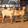2 X MBUZI DOE C. SMITH (Per animal to take the lot)