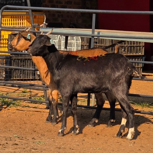 2 X MBUZI DOE C. SMITH (Per animal to take the lot)
