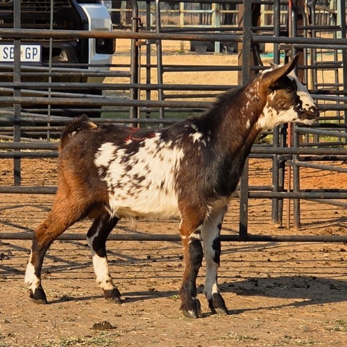 1 X MBUZI BUCK C. SMITH