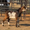 1 X MBUZI BUCK C. SMITH