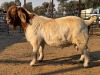 1 X BOER GOAT BUCK VAN DER MERWE BOERDERY