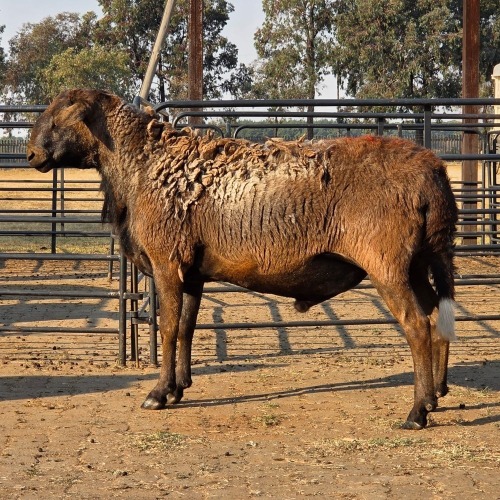 1 X MEATMASTER RAM VAN DER MERWE BOERDERY