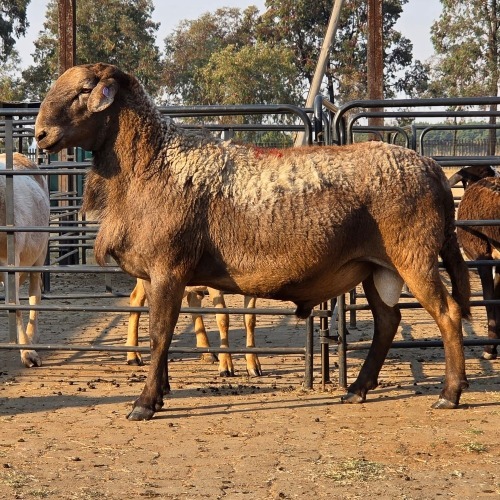 1 X MEATMASTER RAM VAN DER MERWE BOERDERY