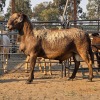 1 X MEATMASTER RAM VAN DER MERWE BOERDERY